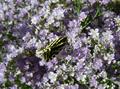 Limonium caspium
